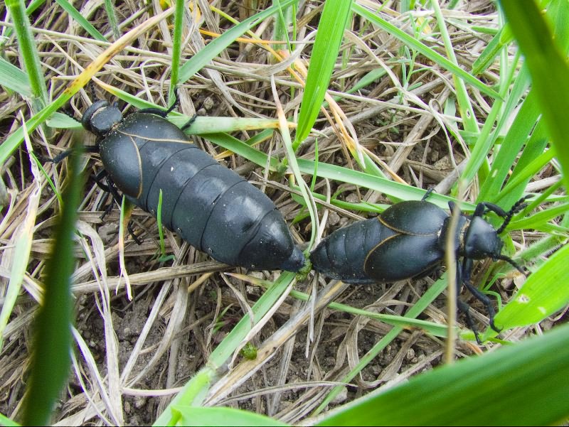 Meloe hungarus Schrank, 1776